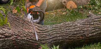 How Our Tree Care Process Works  in  Shaw Heights, CO