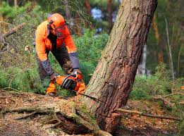 Best Tree Risk Assessment  in Shaw Heights, CO