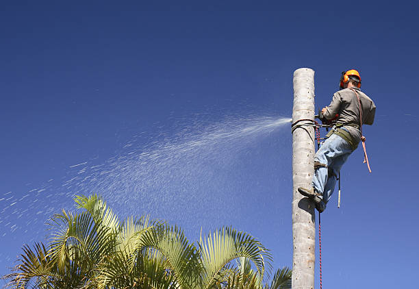 Leaf Removal in Shaw Heights, CO