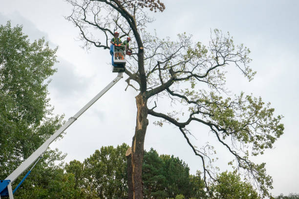 Best Tree Risk Assessment  in Shaw Heights, CO