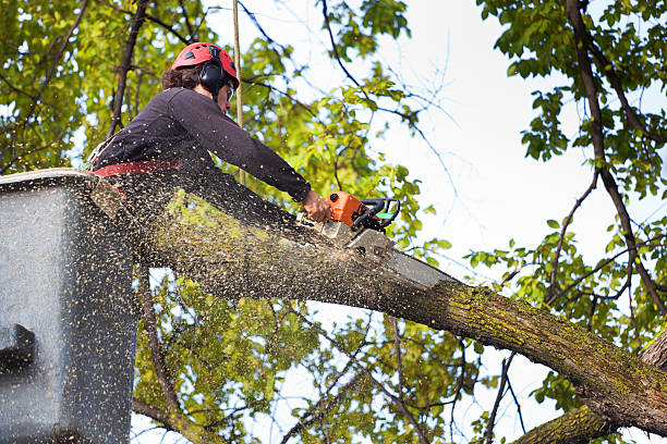 Best Tree Trimming and Pruning  in Shaw Heights, CO