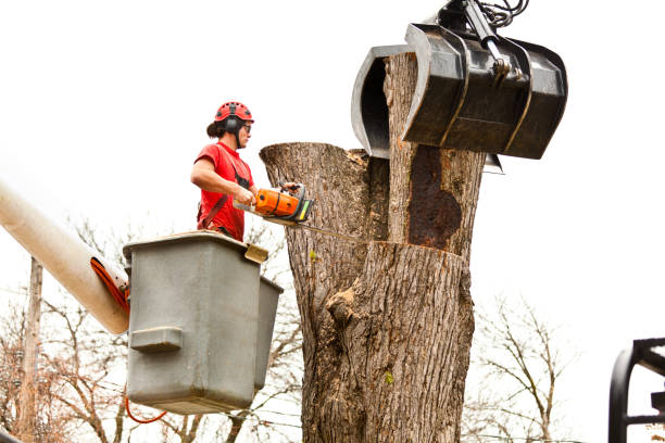 Best Tree Cabling and Bracing  in Shaw Heights, CO
